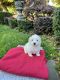 Maltese Puppies for sale in Hayward, CA, USA. price: NA