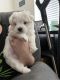 Maltese Puppies for sale in Pleasantville, NJ, USA. price: NA