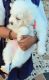 Maltese Puppies for sale in Guntur, Andhra Pradesh, India. price: 8,000 INR