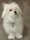 Maltese Puppies for sale in 2305 Cambreleng Ave, The Bronx, NY 10458, USA. price: NA