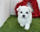 Maltese Puppies for sale in Florida St, San Francisco, CA, USA. price: NA
