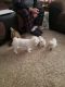Maltese Puppies for sale in Caldwell, ID, USA. price: NA