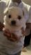 Maltese Puppies for sale in Long Beach, CA 90805, USA. price: $300