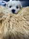 Maltese Puppies for sale in Debary Plantation, DeBary, FL 32713, USA. price: NA