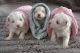 Maltese Puppies for sale in Vermontville, MI 49096, USA. price: NA