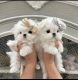 Maltese Puppies for sale in Washington, DC, USA. price: $800