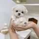 Maltese Puppies for sale in Las Vegas, NV 89119, USA. price: NA