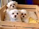 Maltese Puppies for sale in Fort Lauderdale, FL, USA. price: $3,000