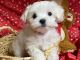 Maltese Puppies for sale in Cedar Park, TX, USA. price: NA
