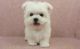 Maltese Puppies for sale in Lincoln, NE, USA. price: $450