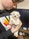 Maltese Puppies for sale in Lillington, NC 27546, USA. price: $2,500