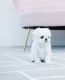 Maltese Puppies for sale in Illinois Medical District, Chicago, IL, USA. price: $800