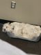 Maltese Puppies for sale in 63 Morningside Ave, New York, NY 10027, USA. price: $450