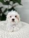 Maltese Puppies for sale in San Francisco, CA, USA. price: $2,000