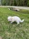 Maltese Puppies for sale in 2936 Armsdale Rd, Jacksonville, FL 32218, USA. price: NA