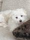 Maltese Puppies for sale in Waldorf, MD, USA. price: NA