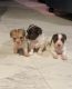 Maltese Puppies for sale in The Bronx, NY, USA. price: $1,300
