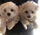 Maltese Puppies for sale in Dinwiddie County, VA, USA. price: NA