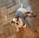 Maltese Puppies for sale in New Rochelle, NY, USA. price: $1,500