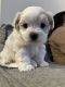 Maltese Puppies for sale in Cherry Hill, NJ, USA. price: $1,500