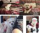 Maltese Puppies for sale in GOODLETTSVLLE, TN 37072, USA. price: $975