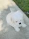 Maltese Puppies for sale in Bakersfield, CA, USA. price: $2,000