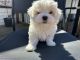 Maltese Puppies for sale in Parsons, KS, USA. price: NA