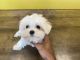 Maltese Puppies for sale in Santo, TX 76472, USA. price: NA