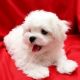 Maltese Puppies for sale in Pamalee Dr, Fayetteville, NC, USA. price: $550
