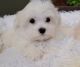 Maltese Puppies for sale in Maywood, IL 60153, USA. price: $600