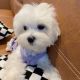 Maltese Puppies for sale in Charlotte, NC, USA. price: $585