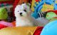 Maltese Puppies for sale in San Antonio, TX, USA. price: NA