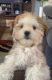Maltese Puppies for sale in 276 Valencia Cir, St. Petersburg, FL 33716, USA. price: $2,500