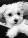 Maltese Puppies for sale in Scranton, PA, USA. price: $800