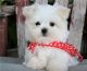 Maltese Puppies for sale in Chicago, IL, USA. price: $400