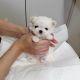 Maltese Puppies for sale in Fairport, NY 14450, USA. price: NA