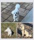 Maltese Puppies for sale in Cypress, TX 77433, USA. price: NA