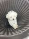 Maltese Puppies for sale in Tampa, FL, USA. price: $1,800