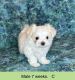Maltese Puppies for sale in Davis, OK 73030, USA. price: $1,800
