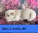 Maltese Puppies for sale in Davis, OK 73030, USA. price: $1,000