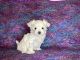 Maltese Puppies for sale in Davis, OK 73030, USA. price: $1,500