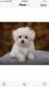 Maltese Puppies for sale in Love Field, Dallas, TX 75235, USA. price: NA