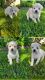 Maltese Puppies for sale in Los Angeles, CA, USA. price: $80