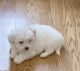 Maltese Puppies for sale in Lawrenceville, GA 30043, USA. price: $1,400