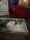 Maltese Puppies for sale in Moncks Corner, SC 29461, USA. price: $650