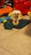 Maltese Puppies for sale in Clearwater, FL, USA. price: $700