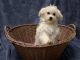 Maltese Puppies for sale in Tampa, FL, USA. price: $1,750