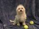 Maltese Puppies for sale in Tampa, FL, USA. price: NA