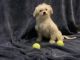 Maltese Puppies for sale in Tampa, FL, USA. price: $1,750