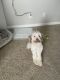 Maltese Puppies for sale in San Diego, CA 92119, USA. price: $600